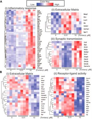 Dose-dependent consequences of sub-chronic fentanyl exposure on neuron and glial co-cultures